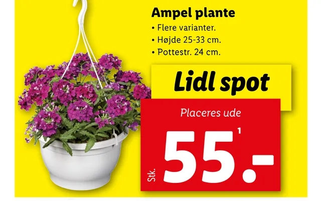 Ampel plant product image