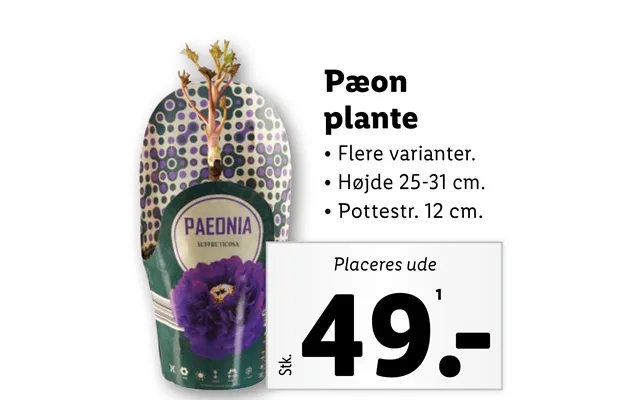 Pæon Plante product image