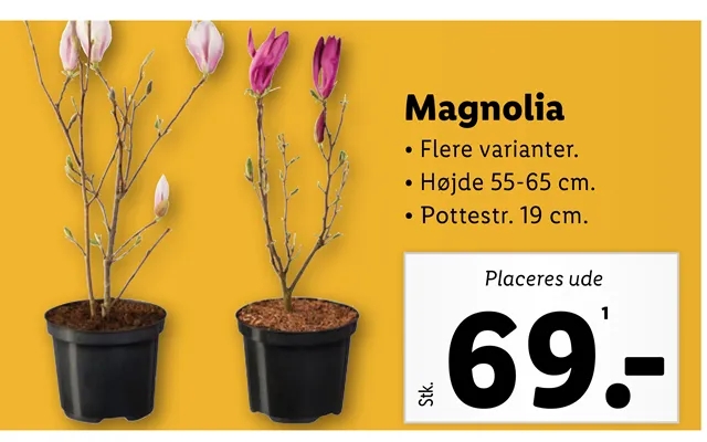 Magnolia product image