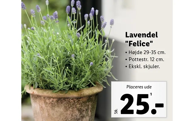 Lavendel product image