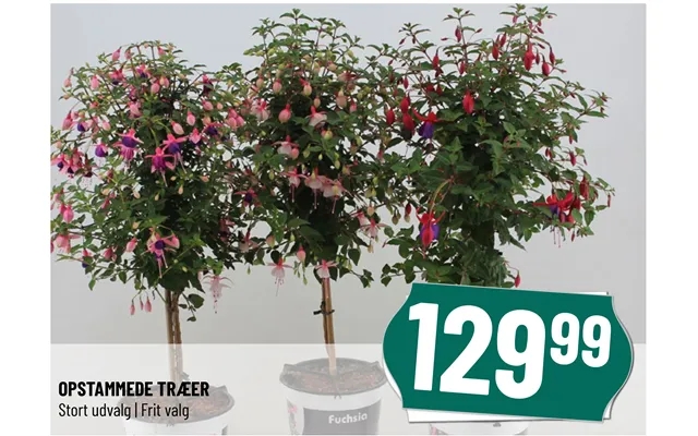 Pruned trees product image