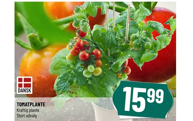 Tomatplante product image