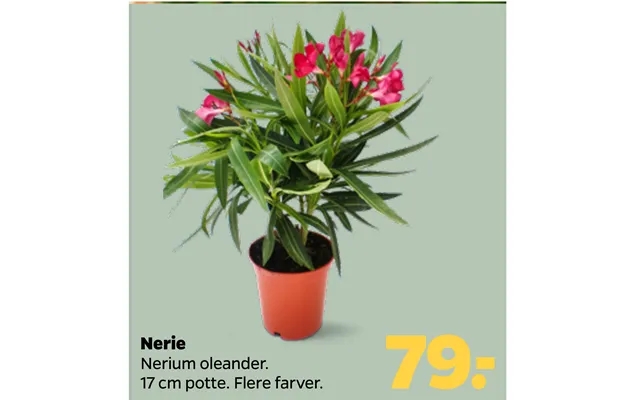 Nerie product image