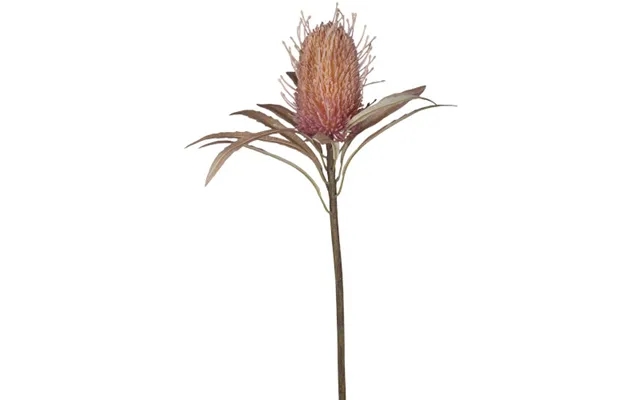 Chic antique banksia flower - pink product image