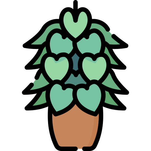 Indoor & Outdoor Plants