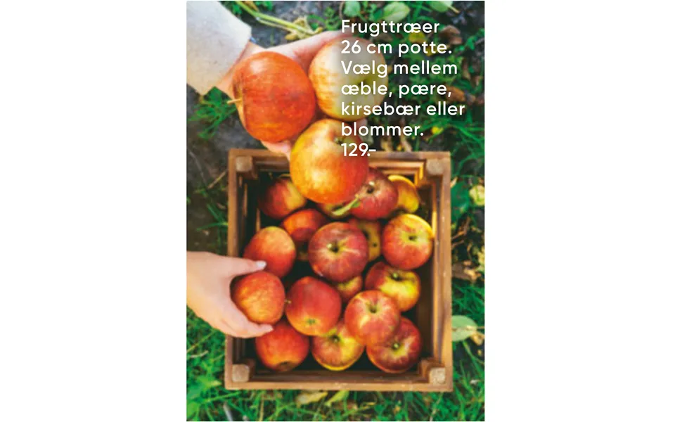 Fruit trees select medium apple, pear, cherries or plums.