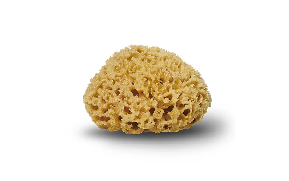 Cocoon company honey sponge 10-11 cm.