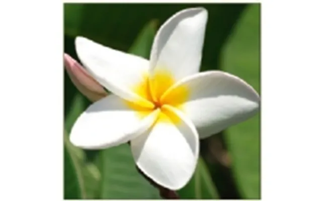 Da Vinci Karnet Kwiat Plumeria Davinci 16x16 Cm Koperta B2w 202 001