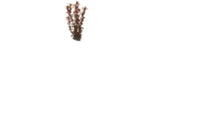 Dohse Rotala - 30 Cm