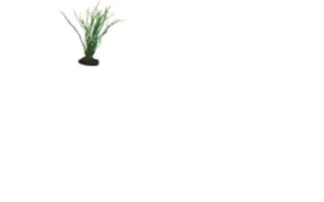 Dohse Sagittaria - 20 Cm