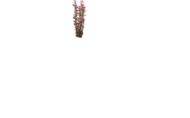 Hobby Ludwigia 34cm 34cm