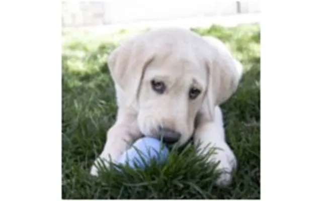 Kong Kong Puppy Medium 8,5cm
