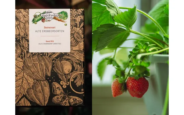 Magic Garden Seeds - Old Strawberry Species