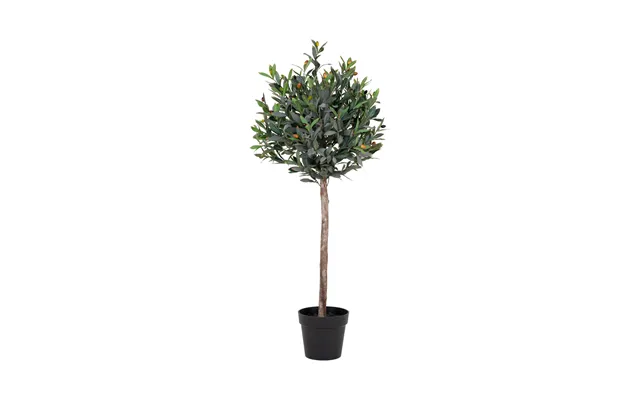 Oliventræ 120 Cm Høj