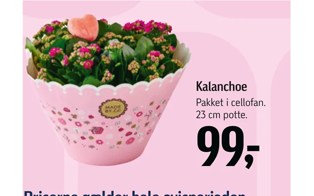 Kalanchoe product image