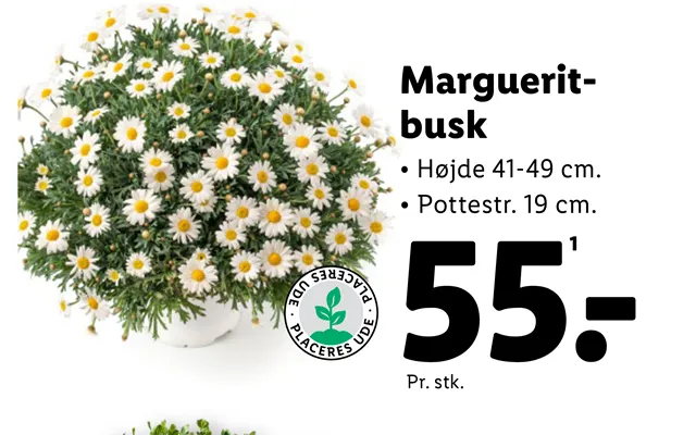 Margueritbusk product image