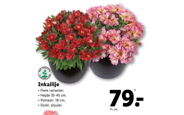 Alstroemeria product image