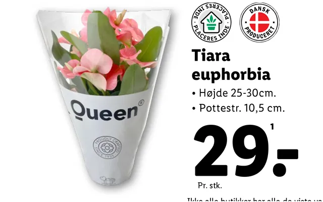 Tiara Euphorbia product image