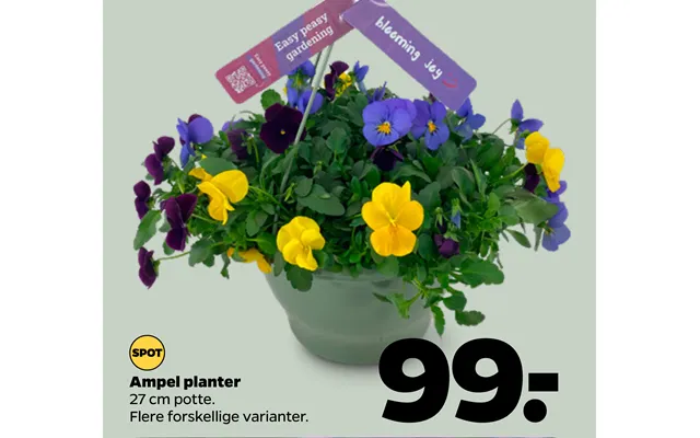 Ampel plants product image