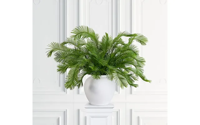 Cycas Palmeblad Grønne