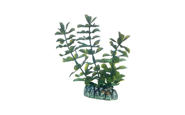 Dohse Bacopa 13 Cm