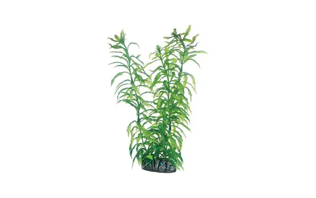 Dohse Heteranthera 25 Cm
