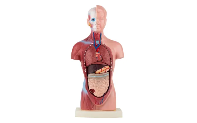 Anatomisk Torso - 15 Dele Gave Tips