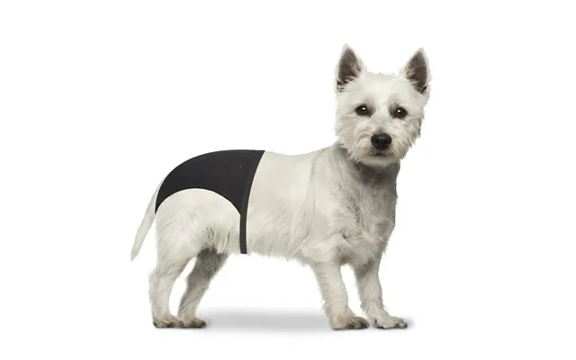 Løbetidsbukser Til Hund