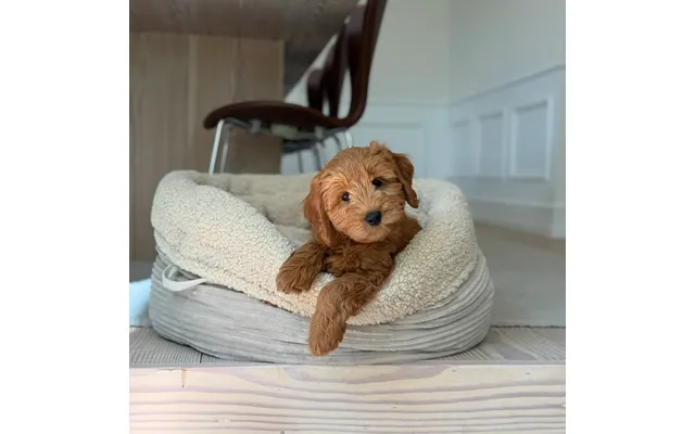 Hanna Hundekurven I Sherpa Fleece & Bred Fløjl