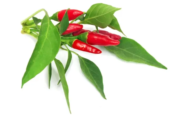 Click & Grow Piri Piri Chili, Spiselig Plante, Chili Peber, Genopfyldning, Langsom Producent 8-12 Uger , 7 - 21 Dage, 5 