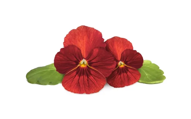Click & Grow Sgr70x3, Prydplante, Red Pansy, Startsæt, 7 - 14 Dage, 18