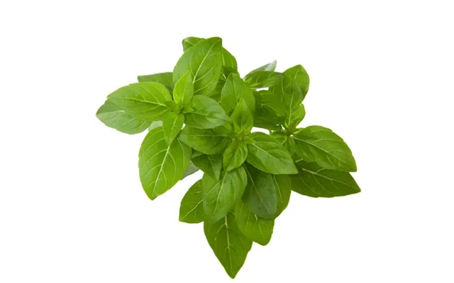 Click & Grow Smart Garden Refill Dwarf Basil 3 Stk