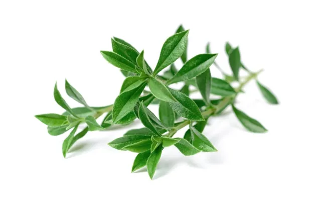 Click & Grow Smart Garden Refill Mountain Savory 3pcs