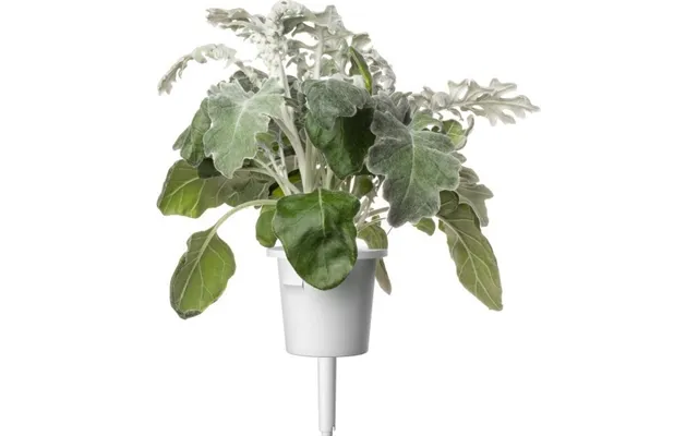 Click & Grow Smart Refill Dusty Miller 3 Stk