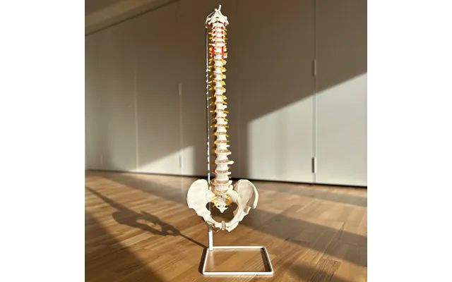 Rygsøjle Med Bækken 76 Cm.