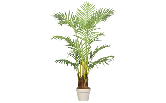 Areca Palme 140 Cm Med 15 Palmeblade