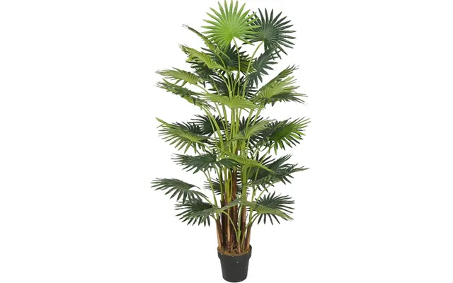 Areca Palme 160 Cm Med 41 Palmeblade