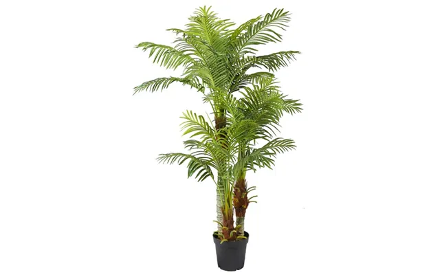 Areca Palme 180 Cm Med 30 Palmeblade