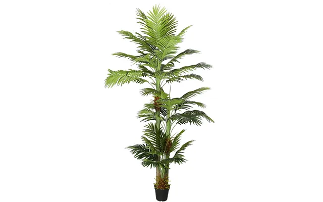 Areca Palme 290 Cm Med 41 Palmeblade