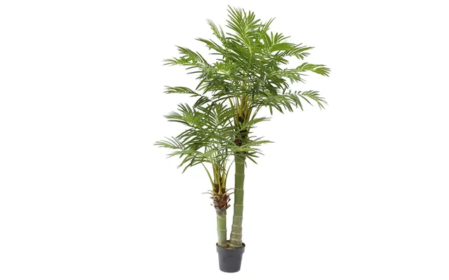 Arecapalme 170 Cm Med 2 Stammer Og 33 Palmeblade