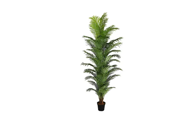 Arecapalme 280 Cm Med 44 Stammer
