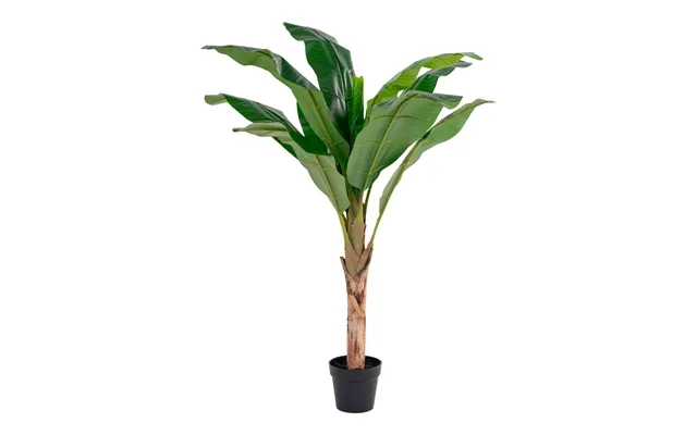 Banan Palme 150 Cm Høj
