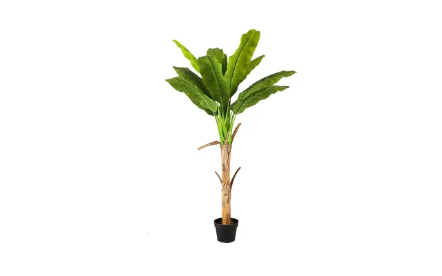 Bananpalme 150 Cm Med 12 Blade