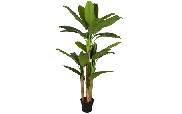 Bananpalme 190 Cm Med 28 Blade