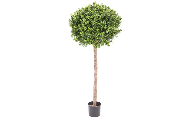 Buksbum Kugleform 120 Cm Høj Ø40