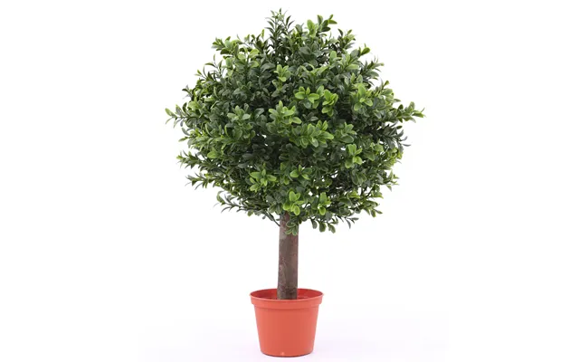 Buksbum Kugleform 45 Cm Høj Ø30 396 Blade