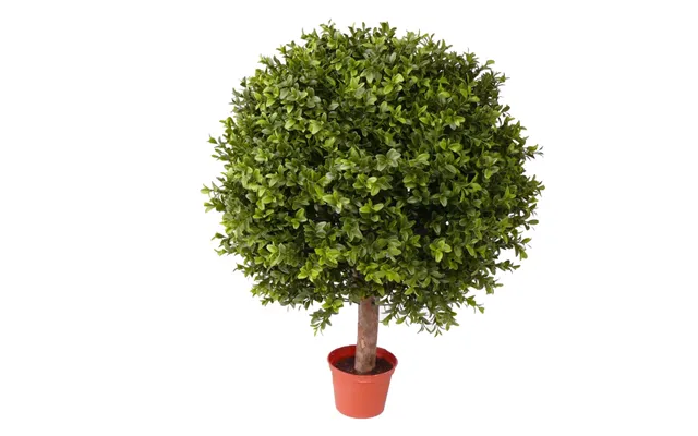 Buksbum Kugleform 65 Cm Høj Ø48 1.548 Blade