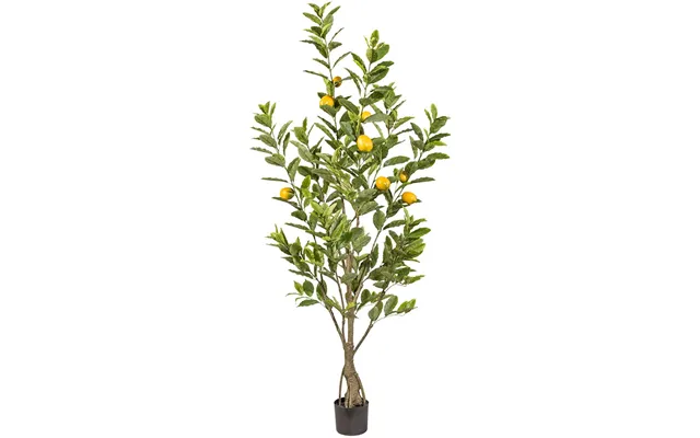 Citrontræ 185 Cm Med 291 Blade Og 9 Frugter