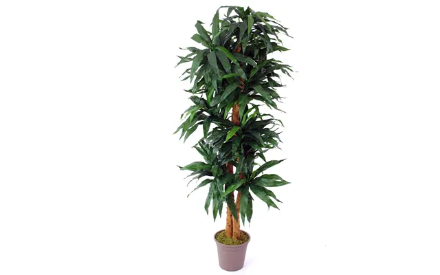 Dracena Palme 200 Cm Med 368 Blade