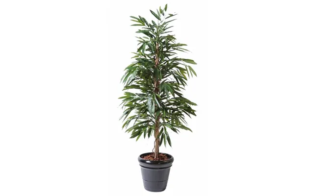 Ficus Alii Bush 190 Cm